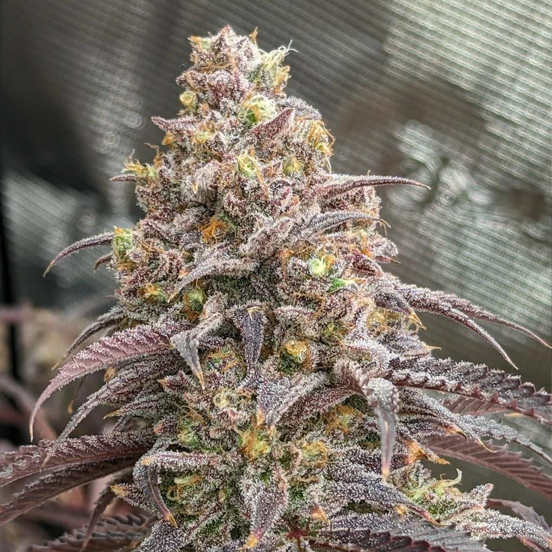 Blueberry Muffin Cannabis Stecklinge von Humboldt Seeds
