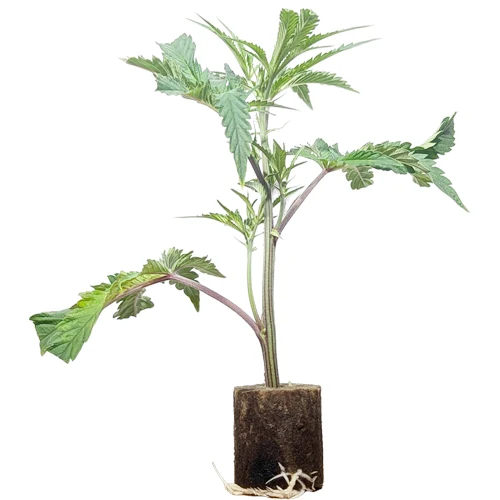 (Bild für) Hanfstecklinge Green Crack – Humboldt Seeds