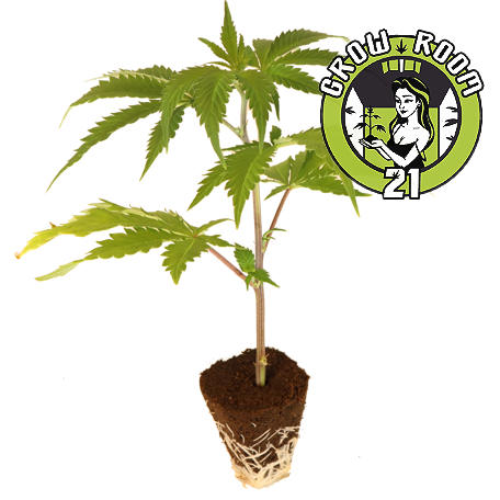 Green Crack - Humboldt Seeds Bild zum Schließen anclicken