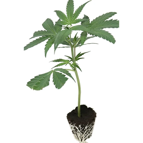 Klassische Hanfstecklinge kaufen – bewährte Cannabis-Stecklinge