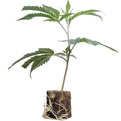 (Bild für) US-Kali Hanfstecklinge Cookies & Cream – Exotic Genetix