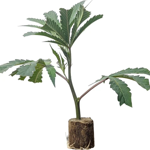 (Bild für) US-Kali Hanfstecklinge Collie Man Kush – Humboldt Seeds