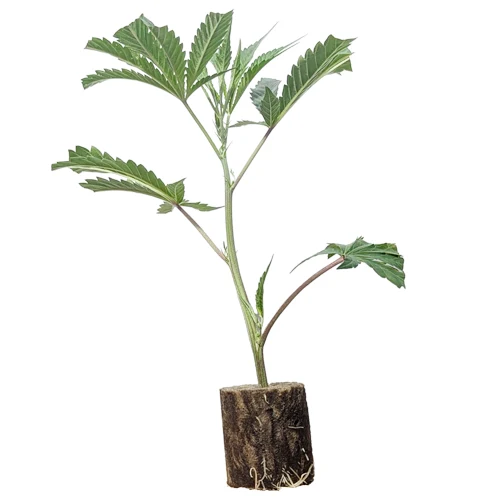 (Bild für) Hanfstecklinge Alpujarrena – Pyramid Seeds