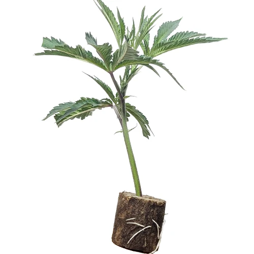 (Bild für) Hanfstecklinge Barbara Bud – House of Great Gardener
