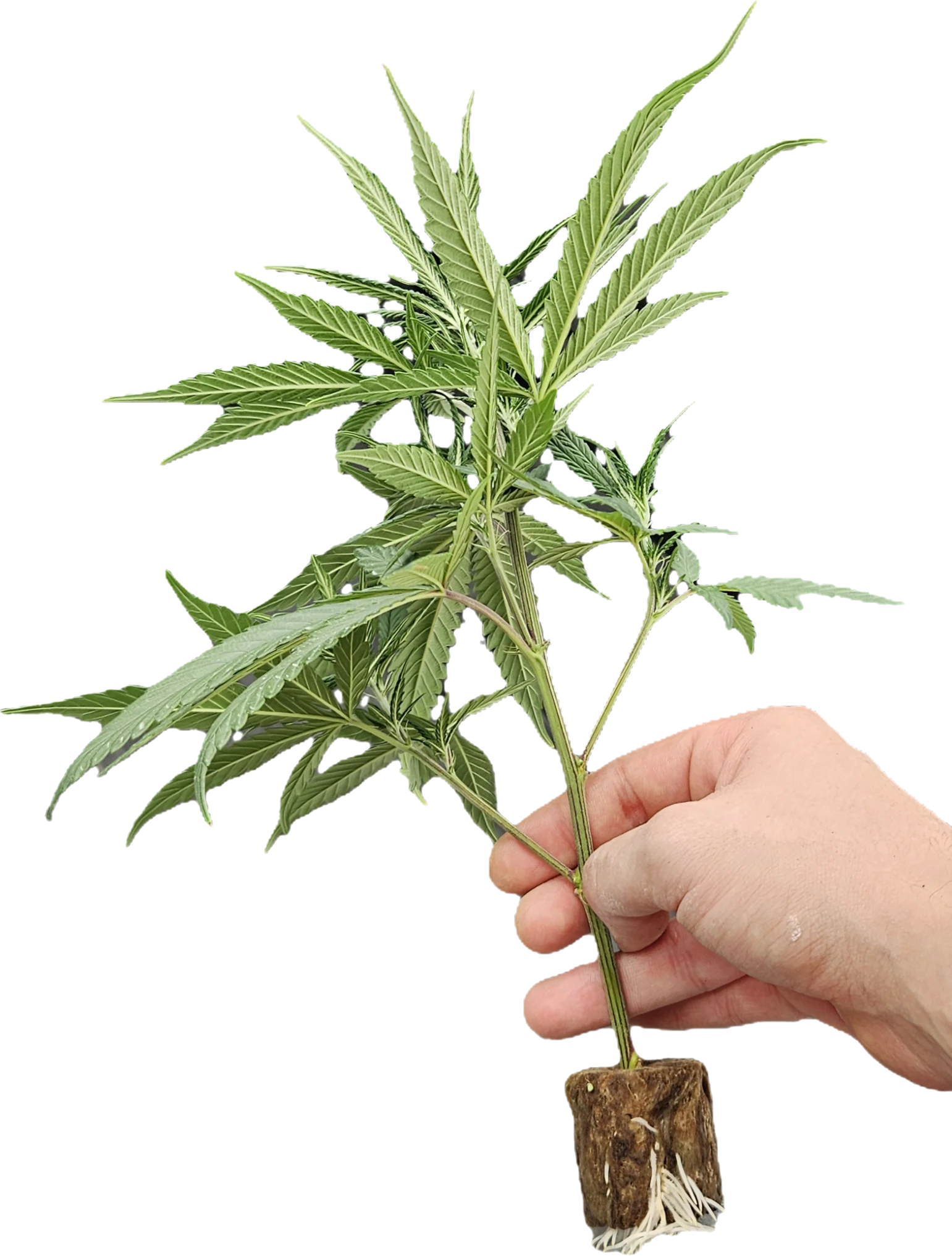 (Bild für) Hanfstecklinge Canalope Haze – DNA Genetics