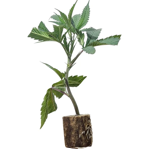(Bild für) Hanfstecklinge Northern Lights – Sensi Seeds