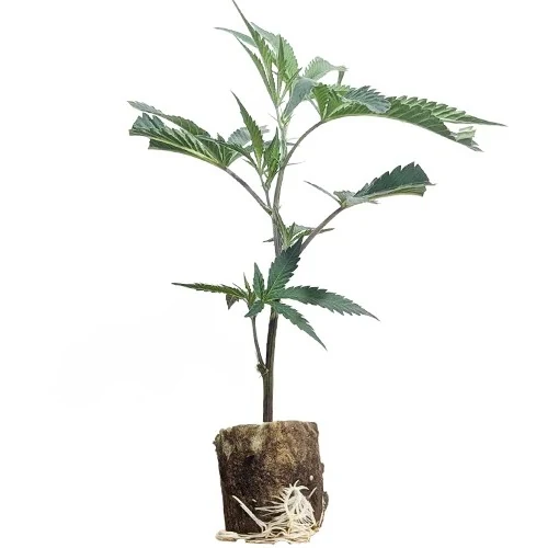 (Bild für) Hanfstecklinge Chemical Bride – Green House Seeds