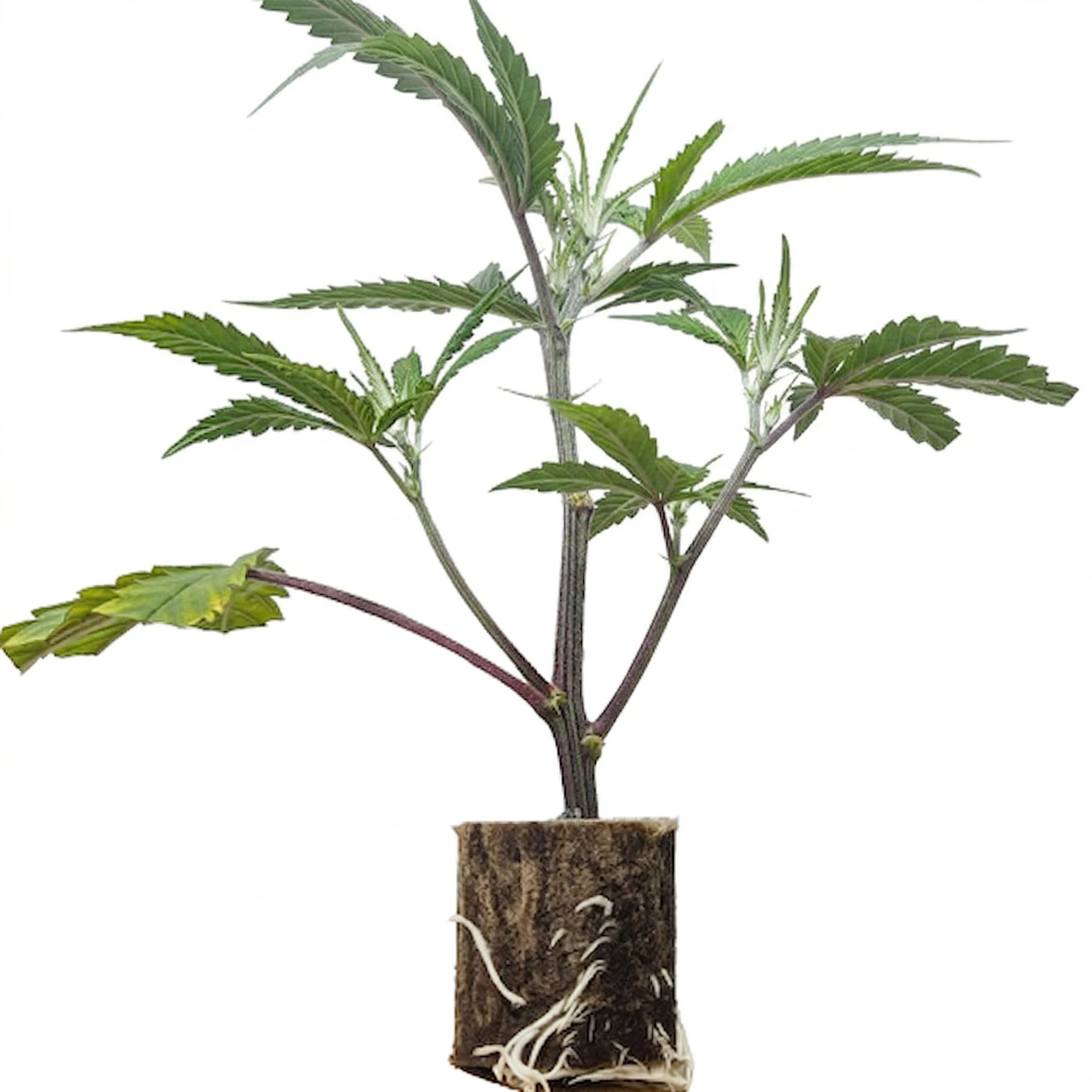(Bild für) US-Kali Hanfstecklinge Menthol Runtz – Compound Genetics