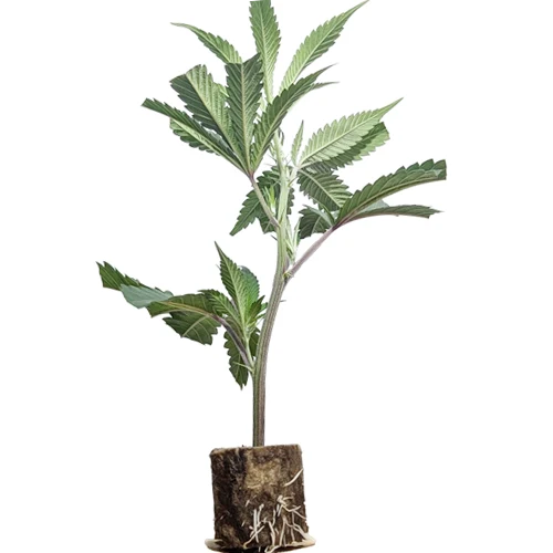 (Bild für) US-Kali Hanfstecklinge Pineapple Fruz – Seedjunky Genetics