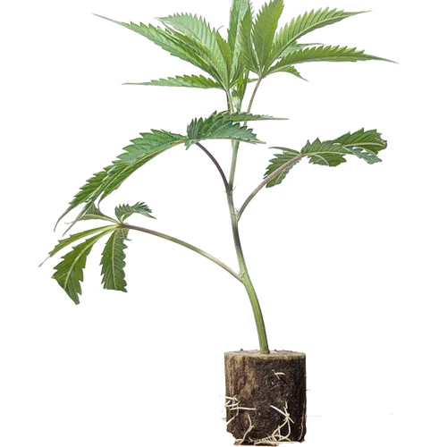 (Bild für) US-Kali Hanfstecklinge Wedding Cake – Jungle Boys