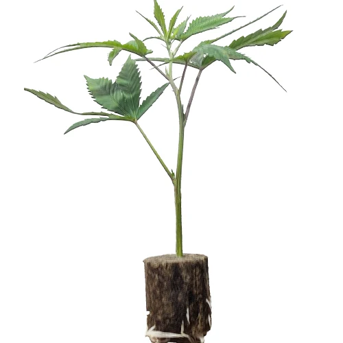 (Bild für) US-Kali Hanfstecklinge Break Pad Breath – Ripper Seeds
