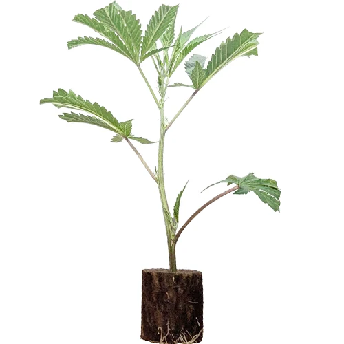 (Bild für) Hanfstecklinge Hulkberry – Royal Queen Seeds