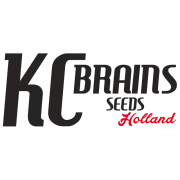 KC Brains