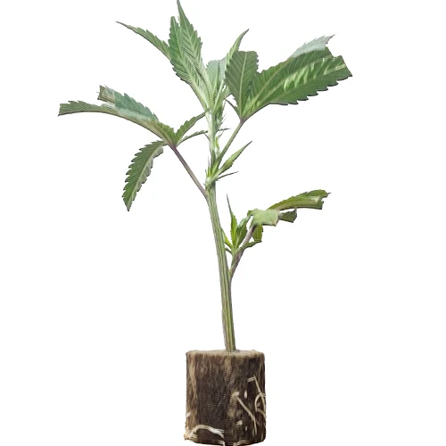 (Bild für) Hanfstecklinge Kukulkan – Pyramid Seeds