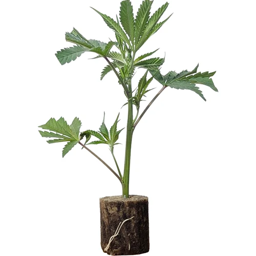 (Bild für) Hanfstecklinge L.A. Amnesia – Paradise Seeds