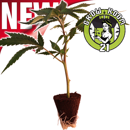 L.A. Amnesia - Paradise Seeds Bild zum Schließen anclicken