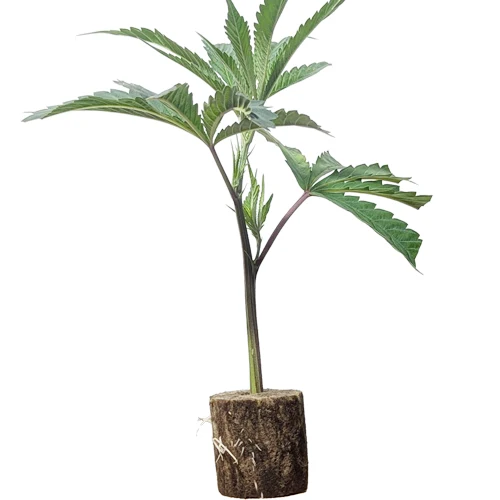 (Bild für) Hanfstecklinge La Perla Negra – Exclusive Seeds