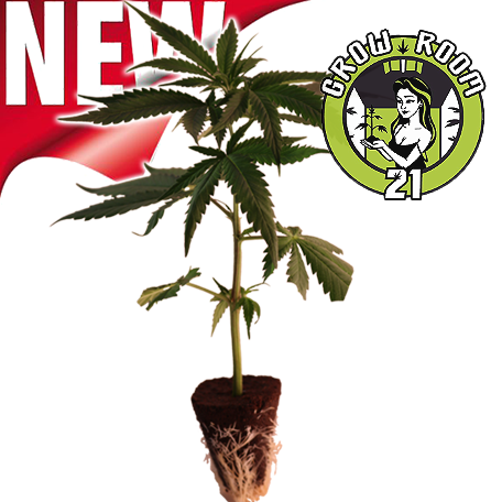 La Perla Negra - Exclusive Seeds Bild zum Schließen anclicken