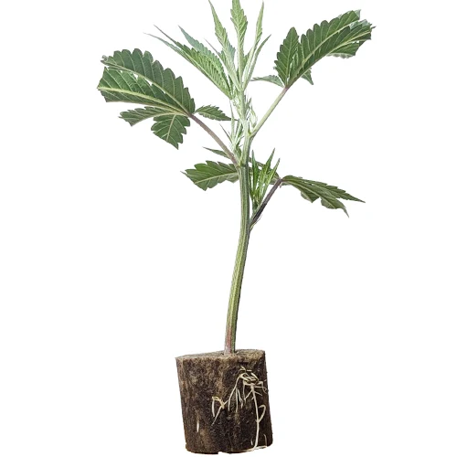 (Bild für) Hanfstecklinge Mimosa Evo – Barney's Farm