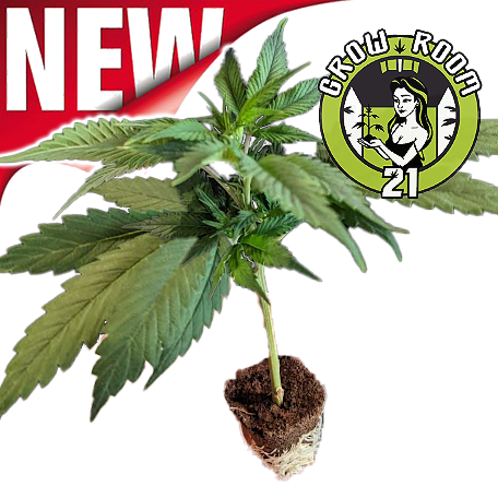OG Kush - Royal Queen Seeds Click image to close