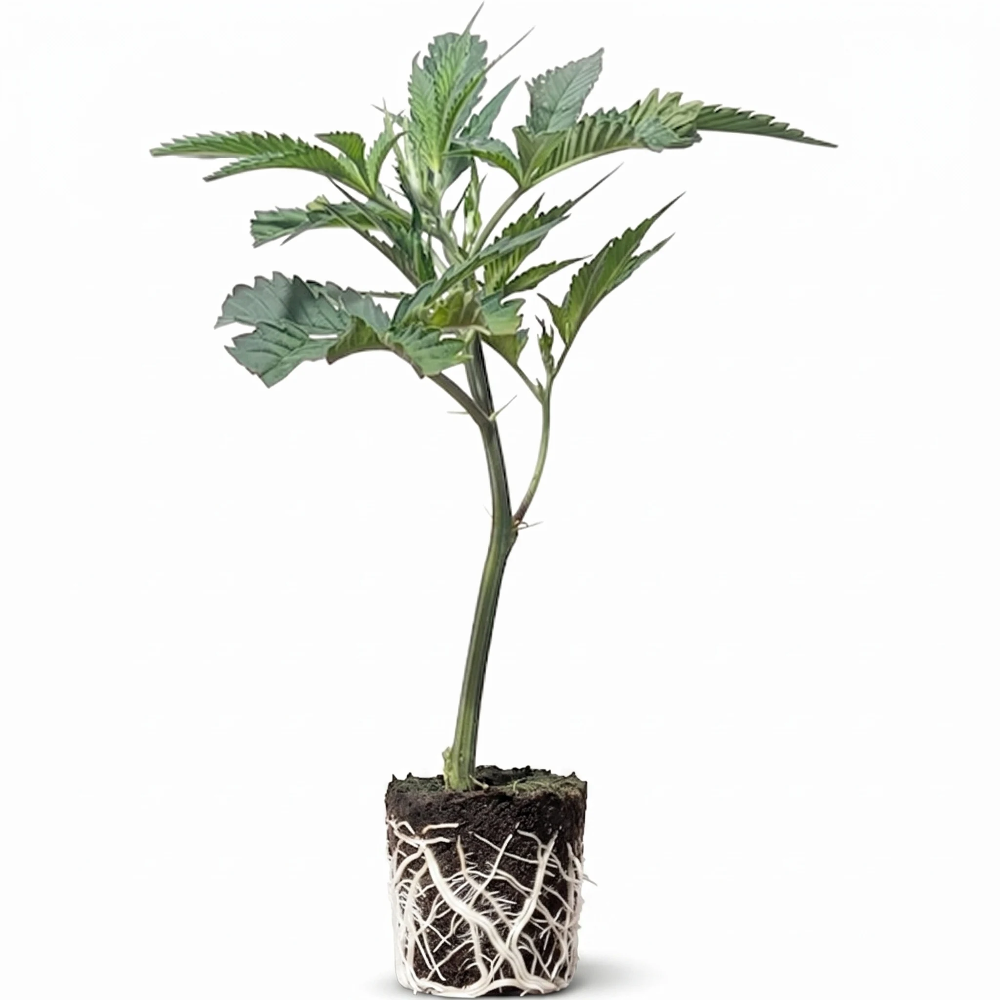 (Bild für) Hanfstecklinge OG Kush – Royal Queen Seeds