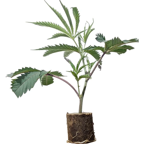 Esquejes de cannabis Oracle Octane – Anesia Seeds Esquejes de cannabis Oracle Octane – Anesia Seeds