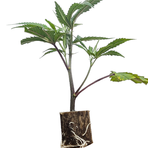 (Bild für) Permanent Chimera - Beleaf Cut