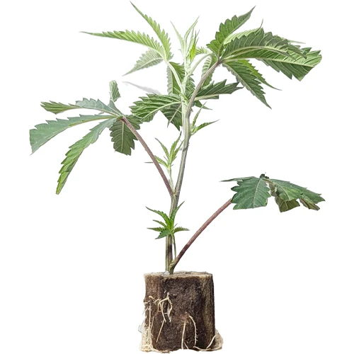 (Bild für) US-Kali Hanfstecklinge Permanent Marker – Seedjunky Genetics x Doja Cut