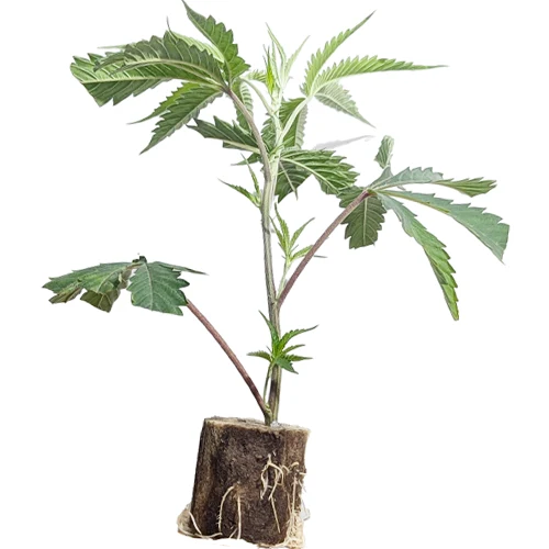 (Bild für) US-Kali Hanfstecklinge Banana Runtz – Black Runtz Cut (Solfire)