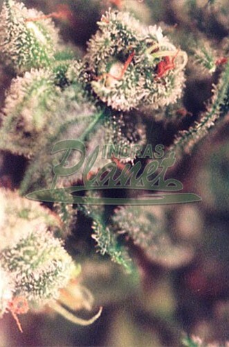 Female Seeds X-Line Sweet Soul Click image to close
