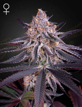 Green House Seeds King's Juice Click image to close