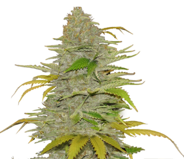 Mr. Hide Seeds Auto Diesel Mass Click image to close
