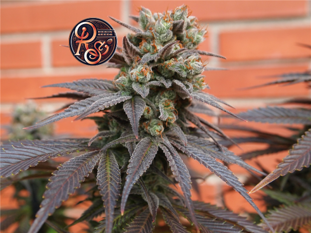Resin Seeds Sour P Click image to close