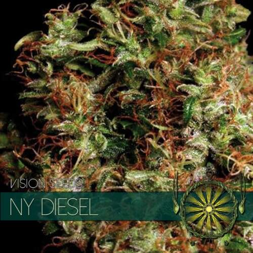 Vision Seeds Ny Diesel Click image to close