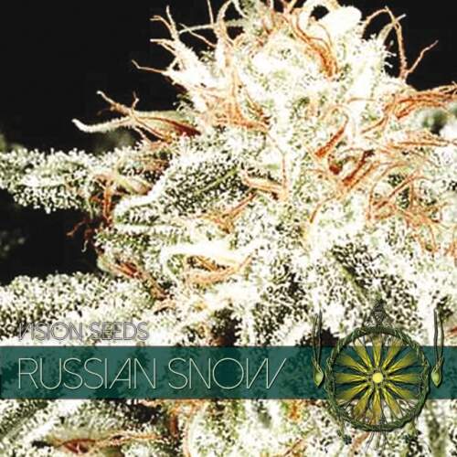 Vision Seeds Russian Snow Bild zum Schließen anclicken
