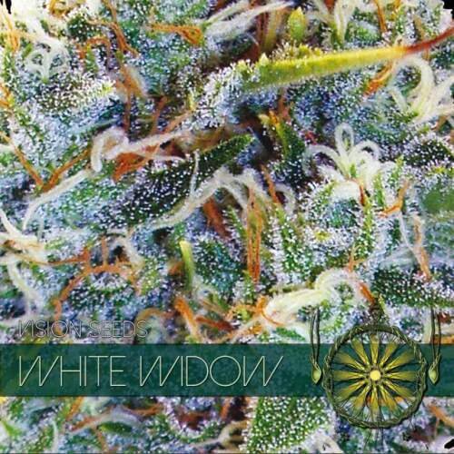Vision Seeds White Widow Click image to close