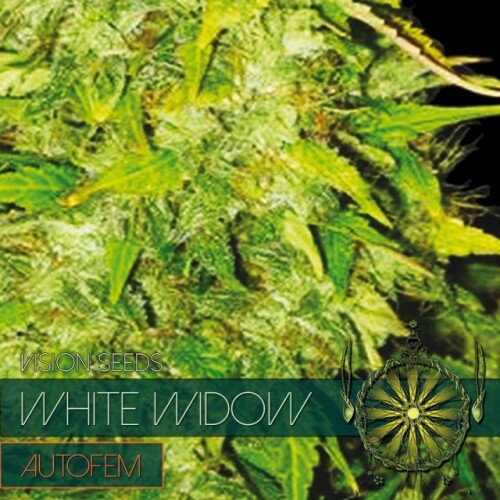 Vision Seeds White Widow Auto Click image to close