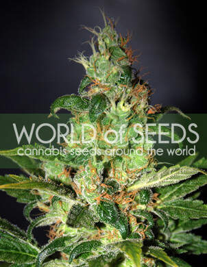 World Of Seeds Chronic Haze (Legend Collection) Bild zum Schließen anclicken