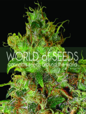 World Of Seeds Northern Light X Skunk Medical Bild zum Schließen anclicken