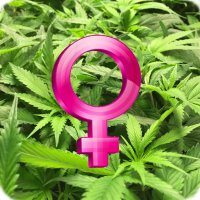 SEEDLING LIST -FEMINIZED-