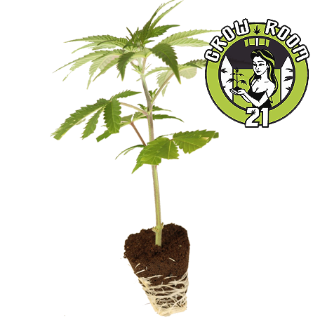 Sensi Star - Paradise Seeds Bild zum Schließen anclicken