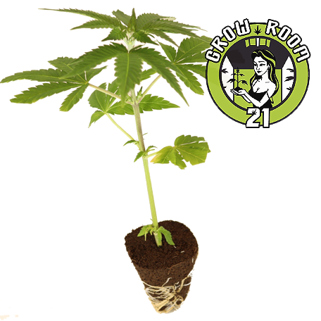 Somango - Soma Seeds Bild zum Schließen anclicken