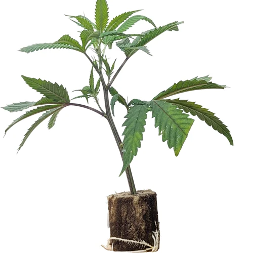 Boutures de cannabis Somango – Soma Seeds Boutures de cannabis Somango – Soma Seeds