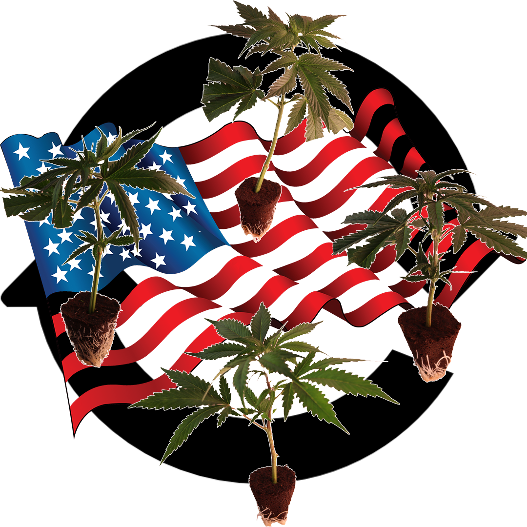 (Bild für) Sortenmischung US-Kali Genetiken