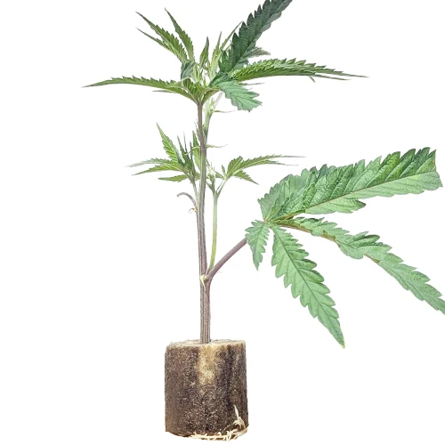 (Bild für) Hanfstecklinge Green Poison – Sweet Seeds