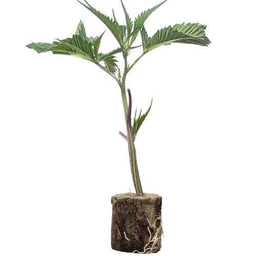 (Bild für) Hanfstecklinge Super Cheese – Trikoma Seeds