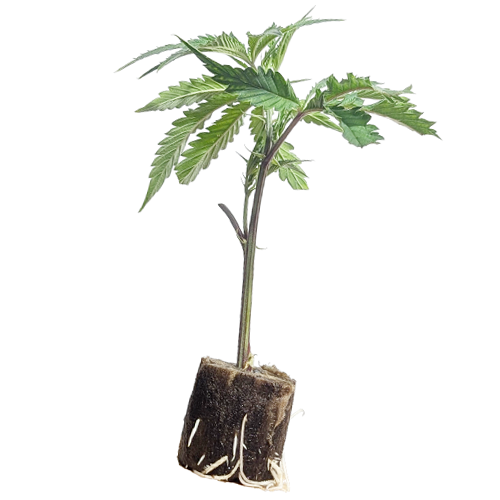 (image for)  Super Lemon Haze - Greenhouse Seeds 