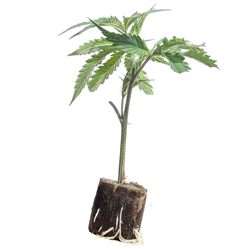 Esquejes de cannabis Super Lemon Haze – Green House Seeds Esquejes de cannabis Super Lemon Haze – Green House Seeds