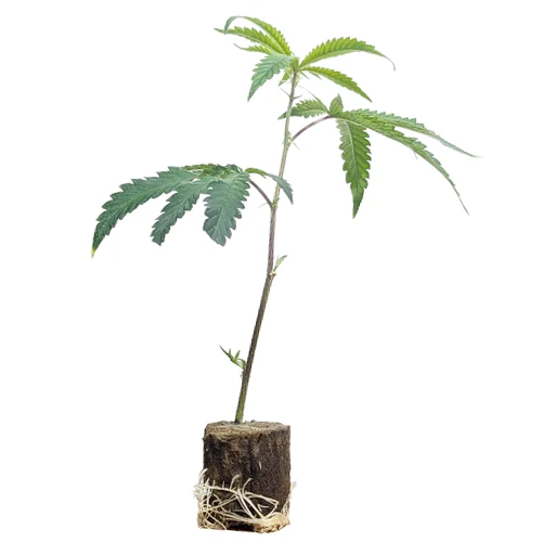 (Bild für) Hanfstecklinge Super Silver Haze – Green House Seeds