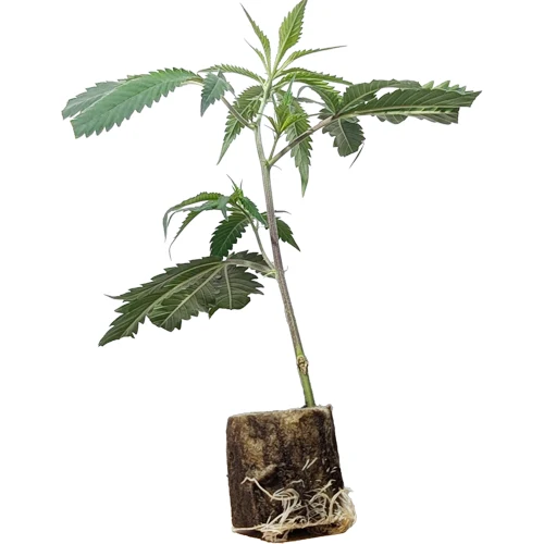 (Bild für) Hanfstecklinge Sweet Zensation – Sweet Seeds